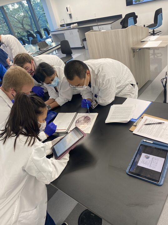 Students analyzing the human brain in neuroanatomy lab at EnMed. 